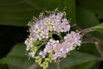 American beautyberry